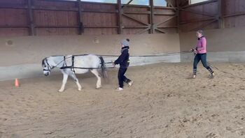 Liebenswertes Pony