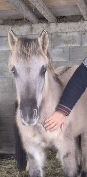 Liebenthaler Wildpferd,  Jährling  Graufalbe Grullo, Simone , Horses For Sale, Zieregg