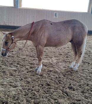 Lieber, kompakter Quarter Horse Wallach in palomino