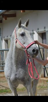 Lieber Lipizzaner sucht Reitbeteiligung, Marlene Hamedl, Horse Sharing, Tobaj