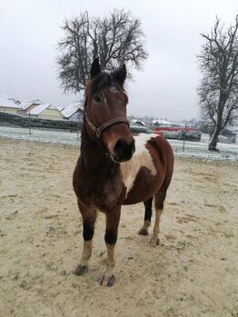 Lieber Scheckwallach, Lilly, Pferd kaufen, Aschbach Markt