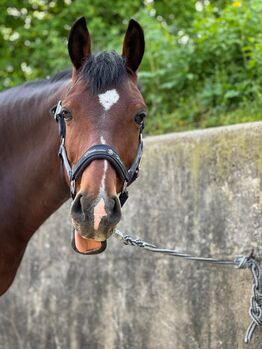 Liebes Freizeit Pony zu verkaufen (KEIN ANFÄNGER PFERD!!!), Eva Mayr , Pferd kaufen, Aschach an der Steyr 