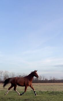 Liebes Freizeitpferd