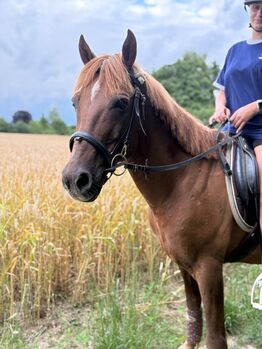 Liebes Pony abzugeben