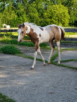 Liebe und zutrauliche Paint Horse Stute Fohlen 4/2026, Rainer, Horses For Sale, Wernigerode