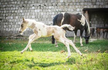 Liebe und zutrauliche Paint Horse Stute Fohlen 4/2026