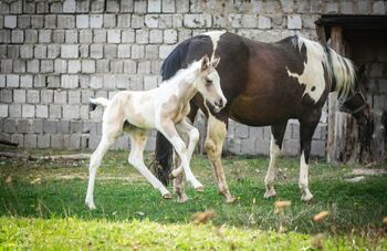 Liebe und zutrauliche Paint Horse Stute Fohlen 4/2026, Rainer, Horses For Sale, Wernigerode