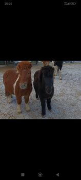 Süsses Shetty Duo!, Melanie, Horses For Sale, Klagenfurt