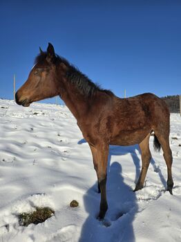 Liebes Vollblutaraber Stutfohlen