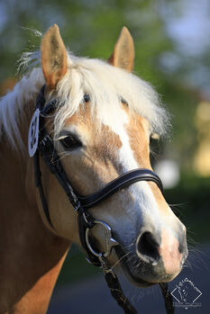 Liebevolle Haflingerstute Cessyna sucht neues Zuhause, Sandra Schrattenecker, Horses For Sale, Waldzell