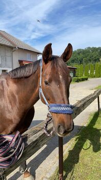 Liebevoller Hannoveraner Wallach zu Verkaufen, Anna Harbauer, Horses For Sale, Hellmonsödt