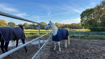 Liebevoller Lipizzaner Wallach, Birger, Horses For Sale, Malente 