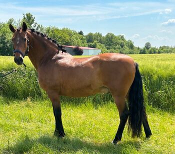 Liebevoller 15-jähriger Spanischer Wallach sucht dich, Sport- und Freizeitpferde Fuchs, Horses For Sale, Ellgau