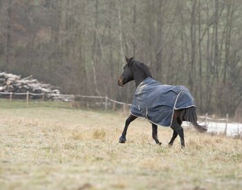Liebevolle Warmblut Stute sucht Neues für Immer Zuhause