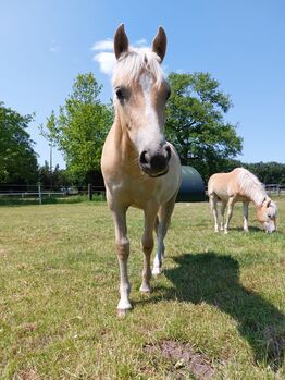 Liebe junge Haflinger Dame