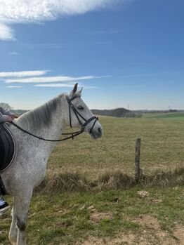 Liebes Pony abzugeben