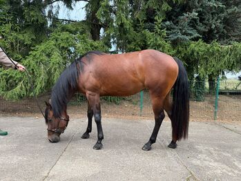 Liebe Quarter Horse Stute mit tollem Wesen, starke Abstammung und viel Potenzial