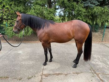 Liebe Quarter Horse Stute mit tollem Wesen, starke Abstammung und viel Potenzial, Kerstin Rehbehn (Pferdemarketing Ost), Horses For Sale, Nienburg