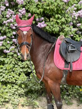 Liebes Freizeit Pony zu verkaufen (KEIN ANFÄNGER PFERD!!!)