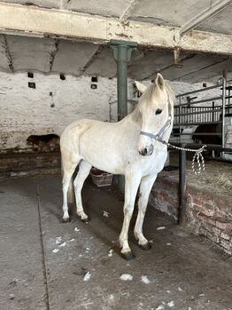 Liebe Schimmelstute - 9 jährig - spanisch, Justine Kluge, Horses For Sale, Ausleben 