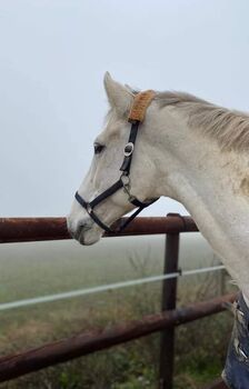 Lightning Louis, Tanja Silcher , Horses For Sale, Schorndorf 