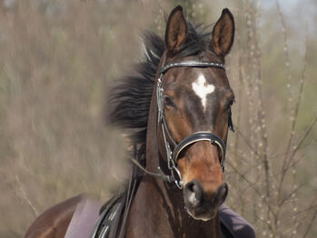 Lilius, Hannoveraner, Wallach, 20 Jahre, Brauner, WOW Pferd  (WOW Pferd), Pferd kaufen, Bayern - Attenkirchen