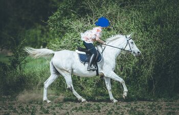 Lina, trained with Academic Art of Riding, Orsolya Hatvanger, Horses For Sale, Gyor