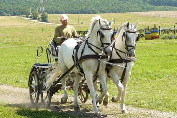 Lipizanner gespann, Carlo, Horses For Sale, Nickelsdorf