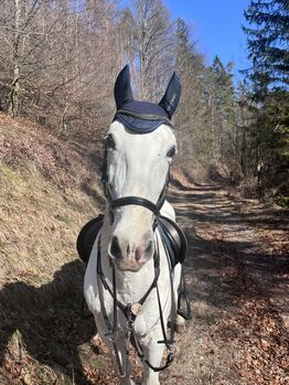 Lipizzaner Wallach 2011, Miriam Puchner, Horses For Sale, Reichraming