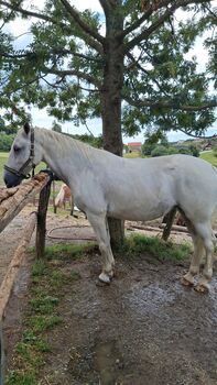 Lipizzaner Stute