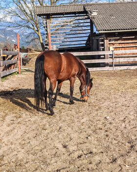 Lipizzaner MIX Stute