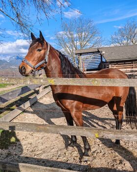 Lipizzaner MIX Stute, Petra , Pferd kaufen, Bled