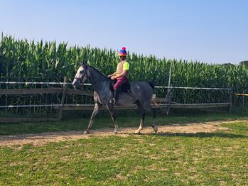 Lipizaner Sute, Petra Jentetics , Horses For Sale, Petzelsdorf in der Weststeiermark