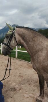 Lippizanerwallach ohne Papiere, C. LANNER, Horses For Sale, Bad Aussee