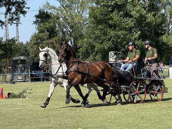 Favory Lipizzaner