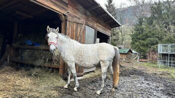 Lippizaner Mix Stute, Ingrid Erdkönig, Konie na sprzedaż, Eselberg