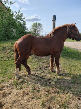 Litauisches kaltblut, Ramunas, Horses For Sale, Raseiniai 