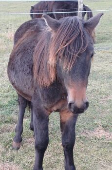 Kleinpferd 1,5jährig
