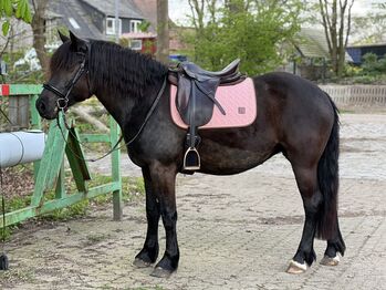 Kleines Pferd mit Großen Herz sucht neuen Möhrchengeber, FSI, Horses For Sale, Schiffdorf