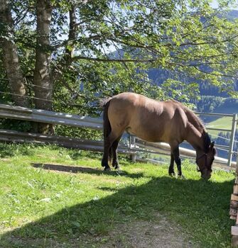Kleinpferd/Pony Wallach, Bettina, Horses For Sale, Weißenbach bei Liezen