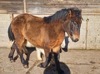 Kleinpferd, stabiles Hengstfohlen, TH, Horses For Sale, Treuenbrietzen