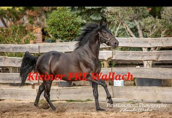 Klein aber fein, PRE Rappwallach für zierlichen Reiter, ISPA - Iberische Sportpferde Agentur (ISPA - Iberische Sportpferde Agentur), Horses For Sale, Bedburg