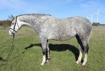 Kleine Stute mit großem Vermögen