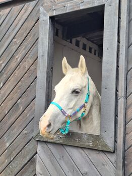 Little Bonito Hengst Fohlen PRE-Araber-Mix