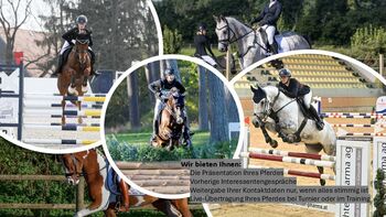 Live-Vorstellung Verkaufspferde, Katharina Lehmann (Pferdevermittlung Leus), Horses For Sale, Wolfsburg