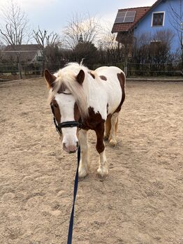 Aufgeweckter Wallach, Daniela , Horses For Sale, Laab im Walde