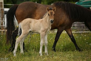 *Lóa - langbeinige Tänzerin* Stutfohlen, Álfasteinn Enkel, Nora Weiß , Horses For Sale, Lauterhofen