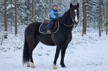 Kinderpony Pitypang, Károly , Pferd kaufen, Kecskemét 