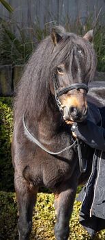 Lola- 12.1hh Unregistered Dartmoor Mare