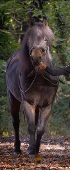 Lola- 12.1hh Unregistered Dartmoor Mare